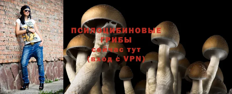 Псилоцибиновые грибы Psilocybe  Прокопьевск 